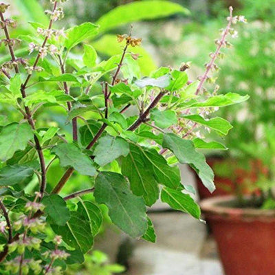 Tulsi Extract for Skin: Benefits, Uses, and Side Effects You Need to Know