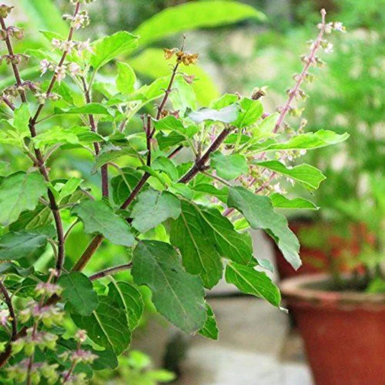 Tulsi Extract for Skin: Benefits, Uses, and Side Effects You Need to Know