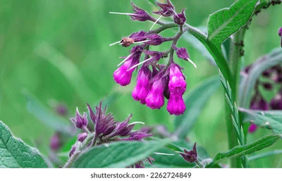 Allantoin: Benefits, Uses, and Its Role in Skincare
