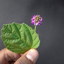 The Bakuchiol Plant: Nature’s Answer to Skincare