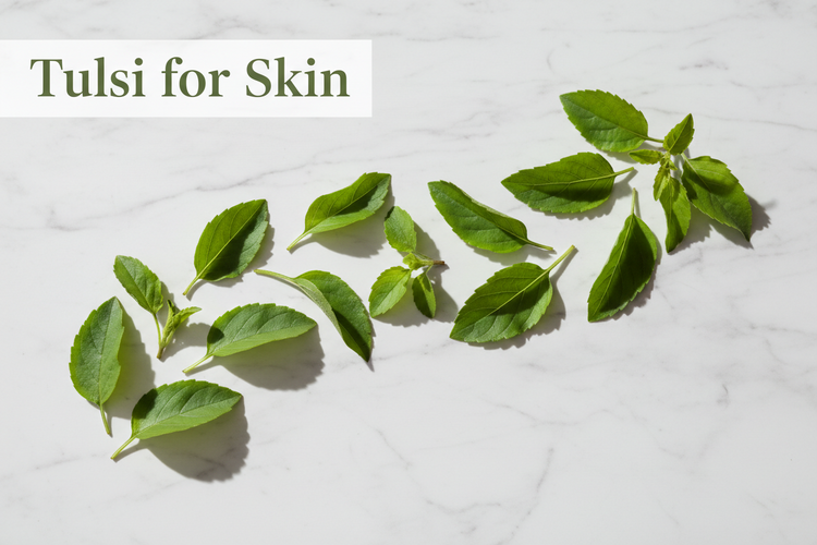 Tulsi for Skin: Benefits of Ocimum Sanctum for Face, Glow, and Clear Skin