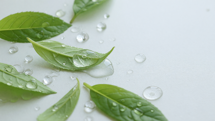 Fresh green tea leaves with clear water droplets on a white surface — clarifying salicylic acid care for blackheads and clogged pores on the nose.
