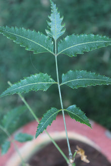 Neem