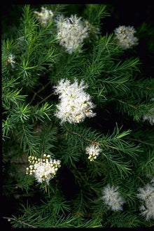 Tea Tree Extract