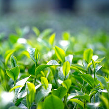 Green Tea Extract